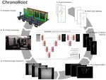 ChronoRoot: High-throughput phenotyping by deep segmentation networks reveals novel temporal parameters of plant root system architecture