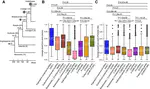 Transcription factors KANADI 1, MYB DOMAIN PROTEIN 44, and PHYTOCHROME INTERACTING FACTOR 4 regulate long intergenic noncoding RNAs expressed in Arabidopsis roots